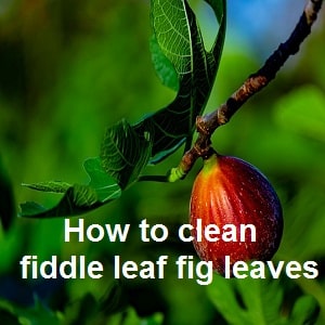 How to clean fiddle leaf fig leaves