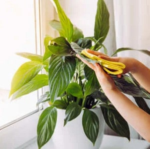 how to dust fake plants