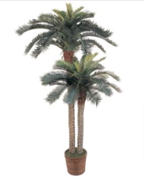 Sago Palm Double Potted Silk Tree